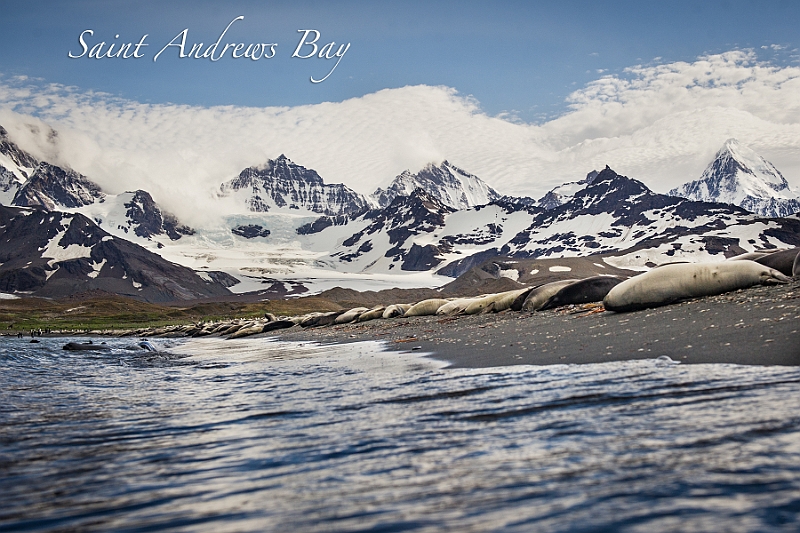 135_Best_of_Antarctica_Ponant.jpg