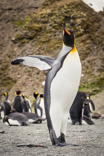 139_Best_of_Antarctica_Ponant.jpg