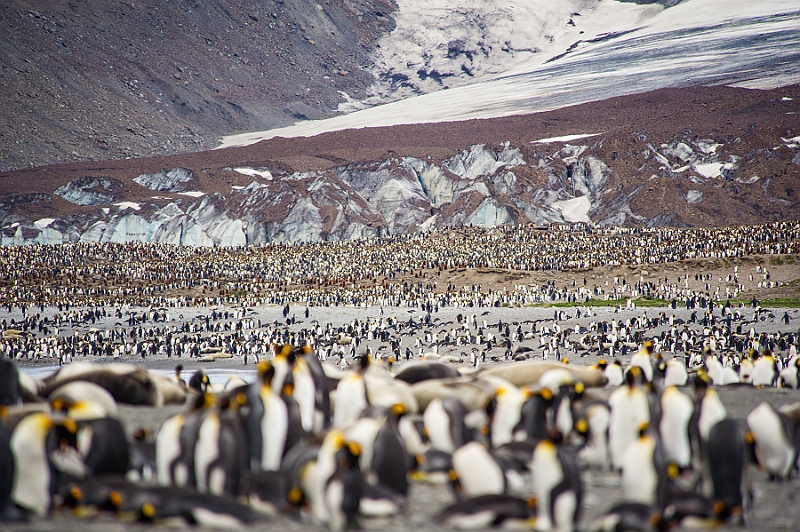 142_Best_of_Antarctica_Ponant.jpg