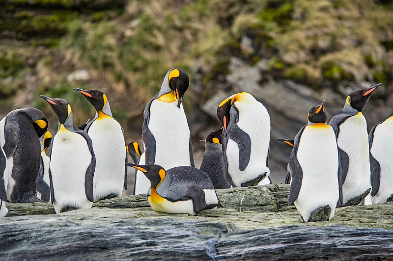 145_Best_of_Antarctica_Ponant.jpg