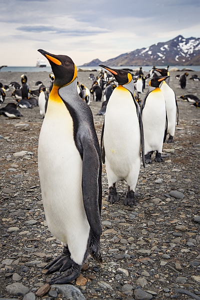 147_Best_of_Antarctica_Ponant.jpg