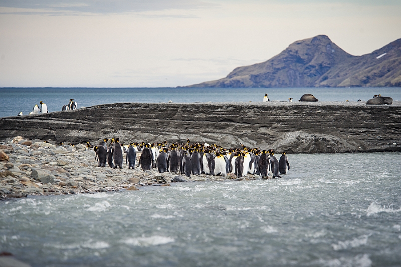 148_Best_of_Antarctica_Ponant.jpg