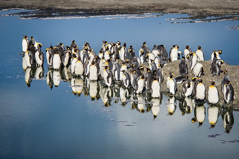 160_Best_of_Antarctica_Ponant.jpg
