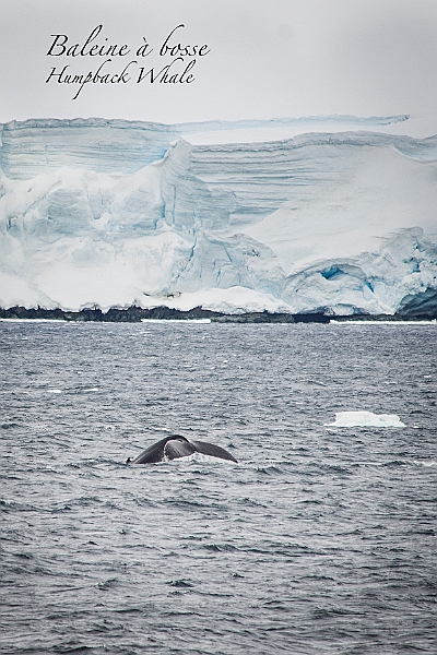 219_Best_of_Antarctica_Ponant.jpg