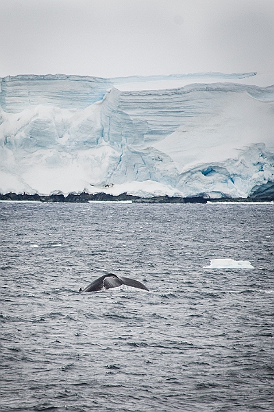 220_Best_of_Antarctica_Ponant.jpg