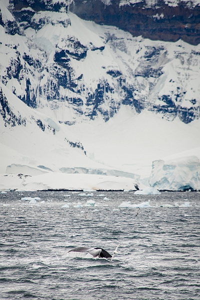 223_Best_of_Antarctica_Ponant.jpg