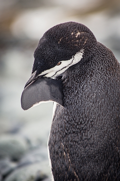 267_Best_of_Antarctica_Ponant.jpg
