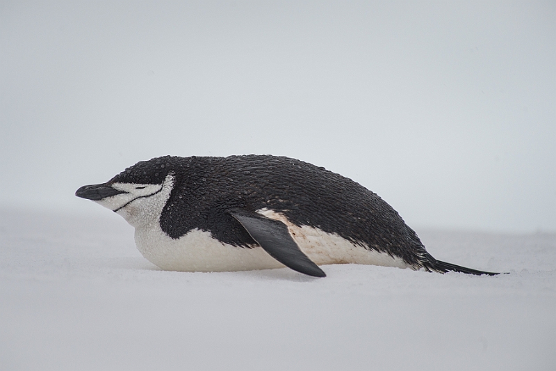 278_Best_of_Antarctica_Ponant.jpg