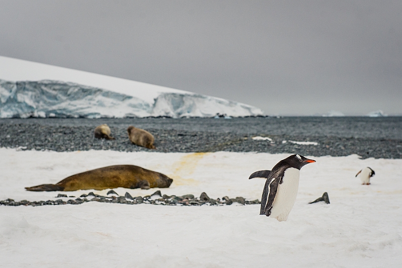 280_Best_of_Antarctica_Ponant.jpg