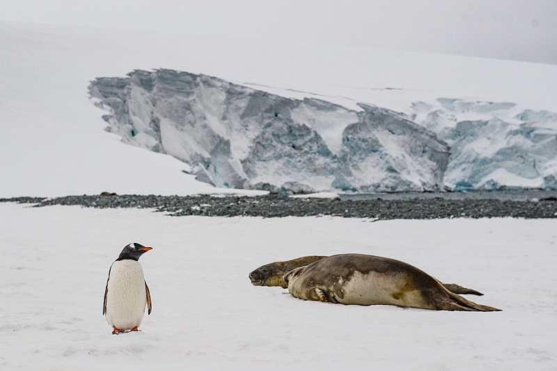 284_Best_of_Antarctica_Ponant.jpg