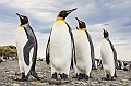 137_Best_of_Antarctica_Ponant