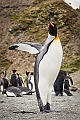 139_Best_of_Antarctica_Ponant