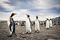 143_Best_of_Antarctica_Ponant