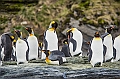 145_Best_of_Antarctica_Ponant