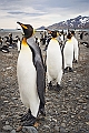 147_Best_of_Antarctica_Ponant