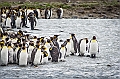 151_Best_of_Antarctica_Ponant