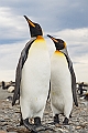 153_Best_of_Antarctica_Ponant