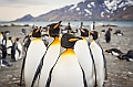 157_Best_of_Antarctica_Ponant