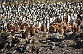 159_Best_of_Antarctica_Ponant