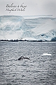 219_Best_of_Antarctica_Ponant