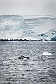 220_Best_of_Antarctica_Ponant