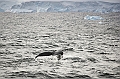 226_Best_of_Antarctica_Ponant