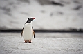 242_Best_of_Antarctica_Ponant