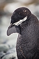 267_Best_of_Antarctica_Ponant