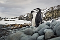 269_Best_of_Antarctica_Ponant