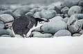 271_Best_of_Antarctica_Ponant
