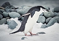 277_Best_of_Antarctica_Ponant
