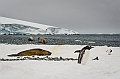 280_Best_of_Antarctica_Ponant