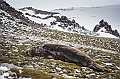 282_Best_of_Antarctica_Ponant