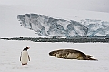 284_Best_of_Antarctica_Ponant