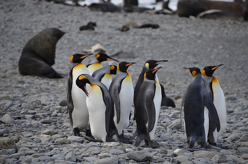 054_Antarctica_South_Georgia_Fortuna_Bay_King_Penguin.JPG