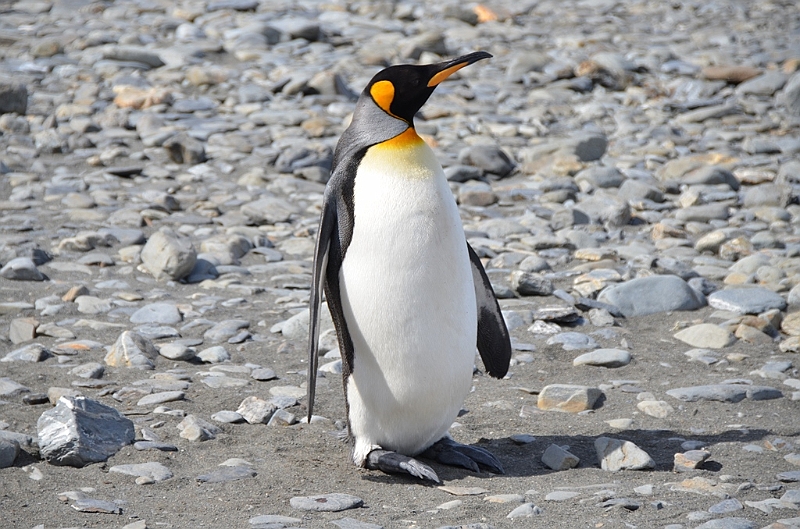 057_Antarctica_South_Georgia_Fortuna_Bay_King_Penguin.JPG