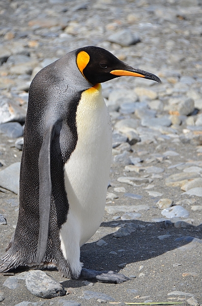 058_Antarctica_South_Georgia_Fortuna_Bay_King_Penguin.JPG