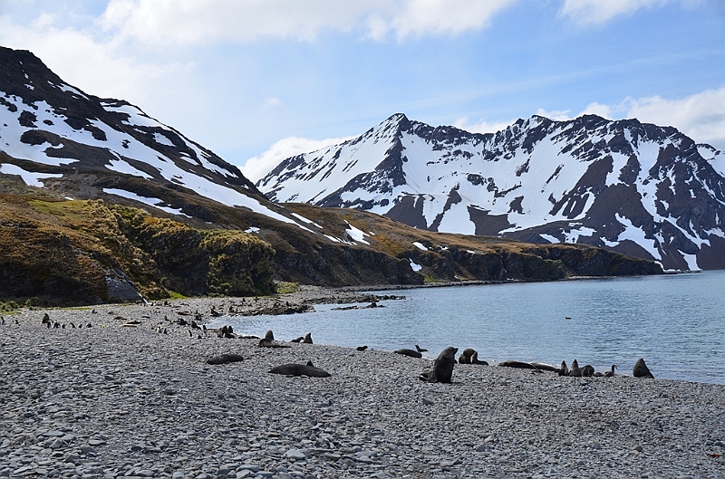 063_Antarctica_South_Georgia_Fortuna_Bay.JPG