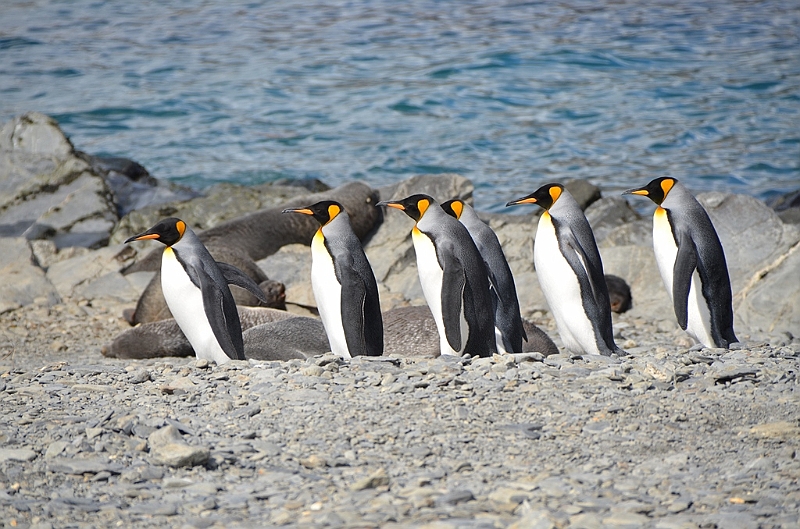 067_Antarctica_South_Georgia_Fortuna_Bay_King_Penguin.JPG