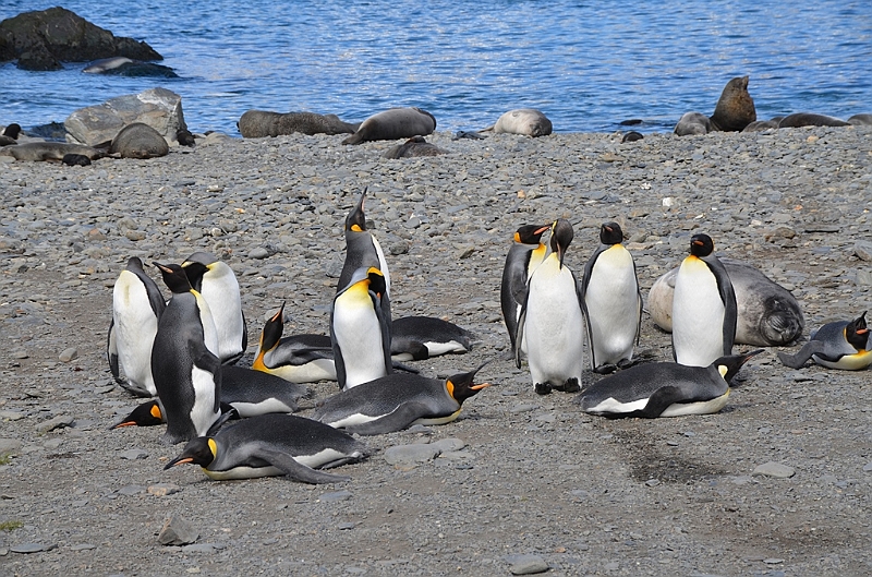 068_Antarctica_South_Georgia_Fortuna_Bay_King_Penguin.JPG