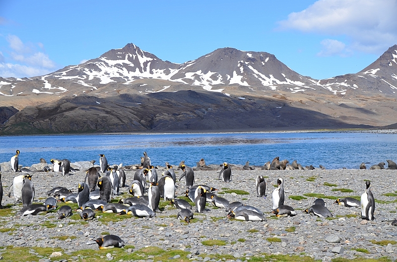 071_Antarctica_South_Georgia_Fortuna_Bay_King_Penguin.JPG