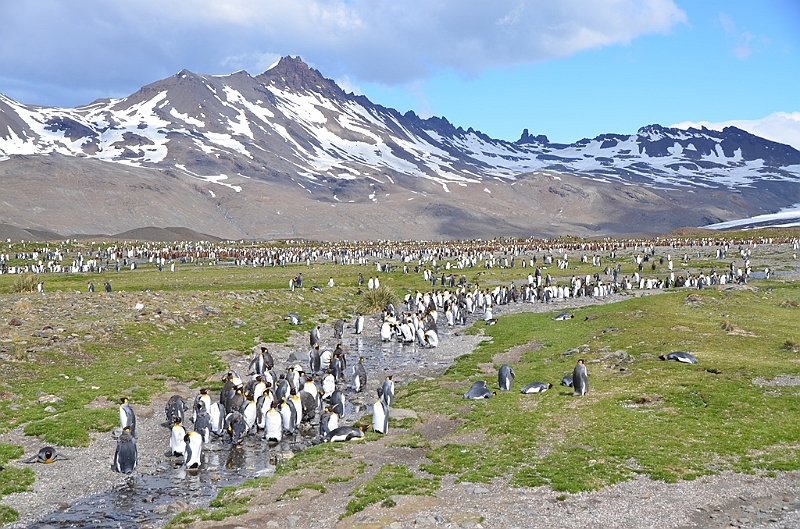 088_Antarctica_South_Georgia_Fortuna_Bay_King_Penguin.JPG