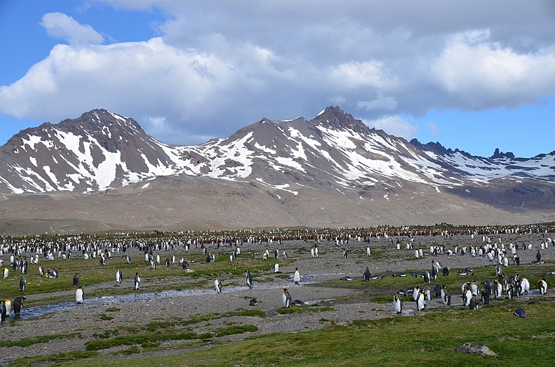 090_Antarctica_South_Georgia_Fortuna_Bay.JPG