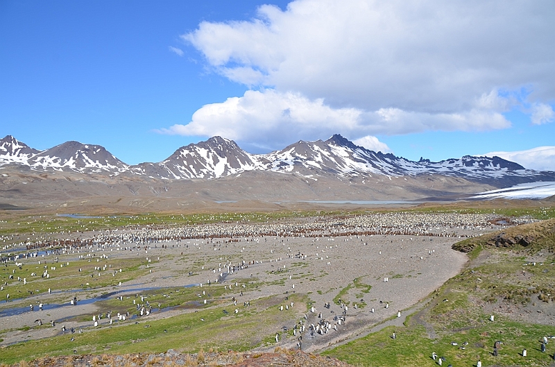 092_Antarctica_South_Georgia_Fortuna_Bay.JPG