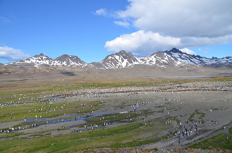 093_Antarctica_South_Georgia_Fortuna_Bay.JPG