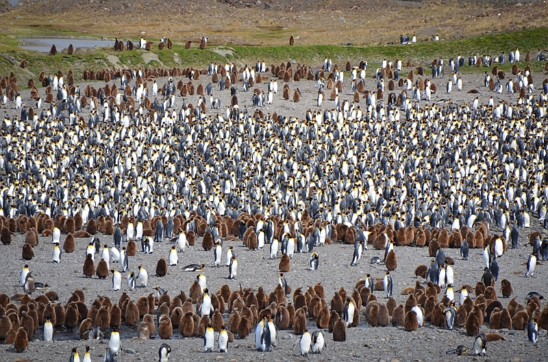 099_Antarctica_South_Georgia_Fortuna_Bay_King_Penguin.JPG