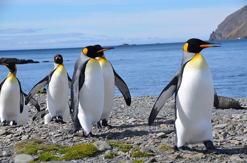 105_Antarctica_South_Georgia_Fortuna_Bay_King_Penguin.JPG