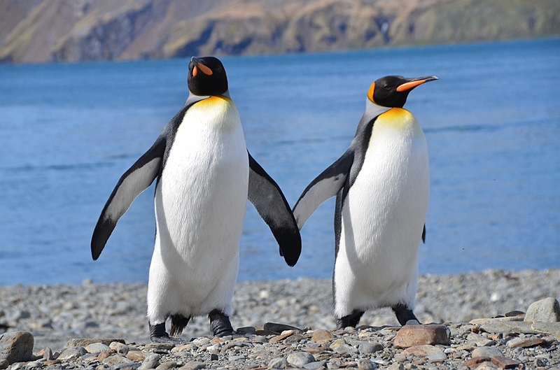 106_Antarctica_South_Georgia_Fortuna_Bay_King_Penguin.JPG