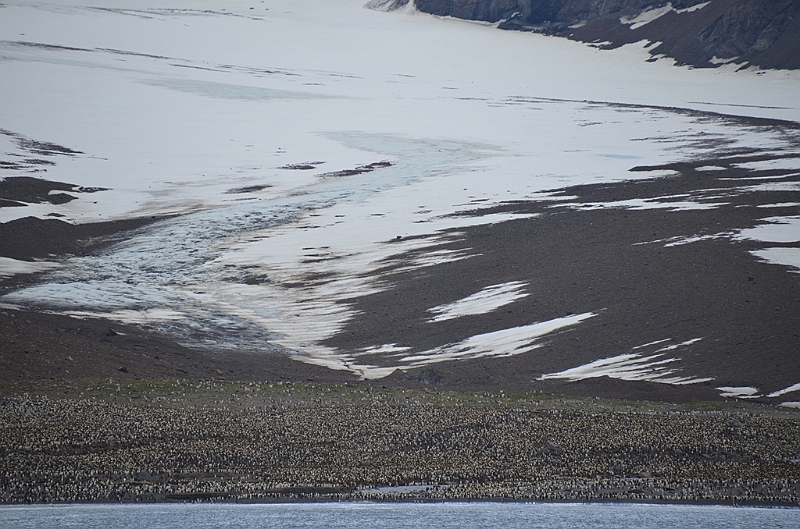 192_Antarctica_South_Georgia.JPG