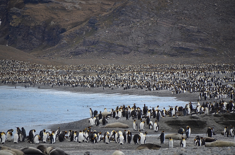 201_Antarctica_South_Georgia_Saint_Andrews_Bay_King_Penguin_Rookery.JPG